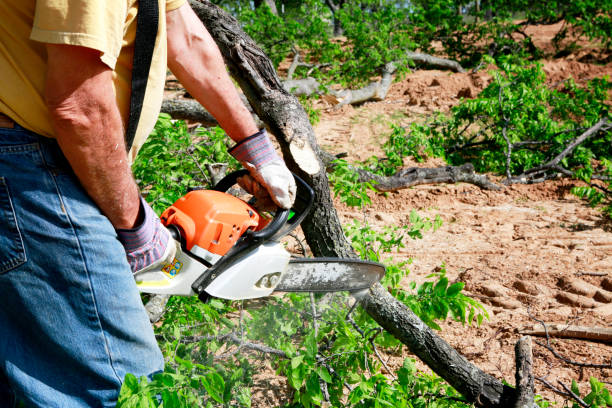 Tree Branch Trimming